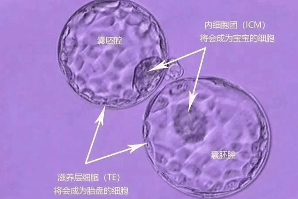 3天胚胎全部养囊什么原因？